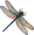 [ Green Dragonfly ]