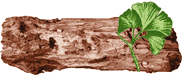 [ petrified wood & gingko
leaf ]